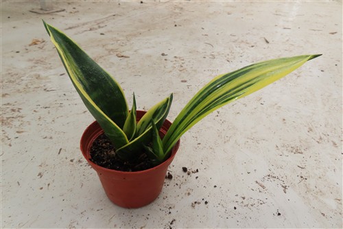 Sansevieria Golden Flame – Bild 3