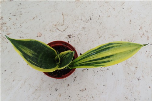Sansevieria Golden Flame – Bild 2