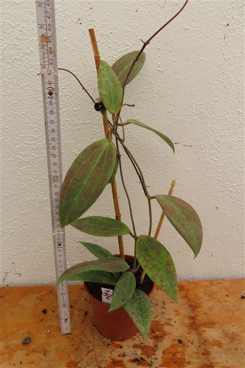 Hoya wibergiae – Bild 2