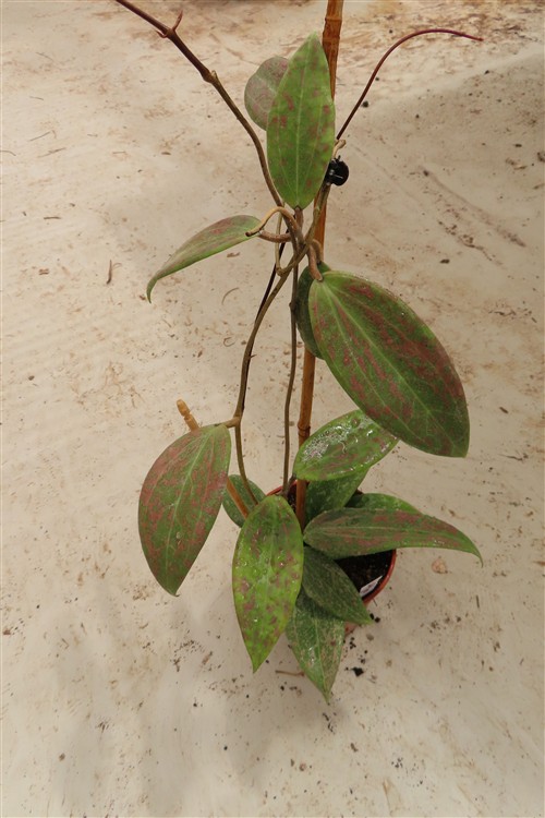 Hoya wibergiae – Bild 3