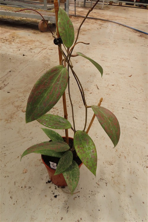 Hoya wibergiae – Bild 4