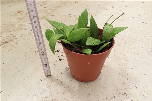 Hoya gracilis – Bild 2