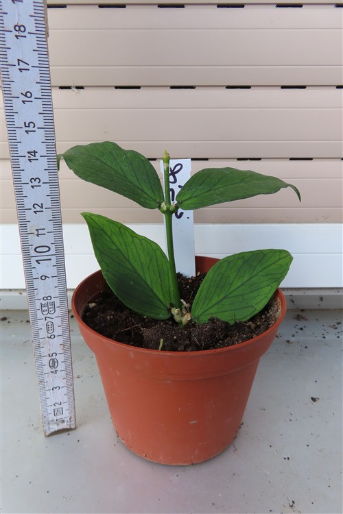Hoya polyneura – Bild 2