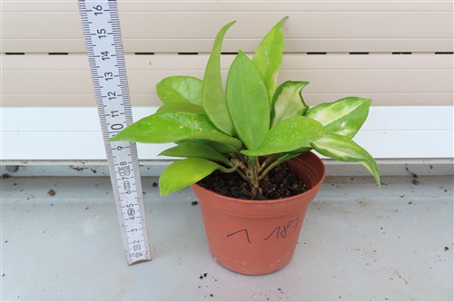 Hoya allg. – Bild 2