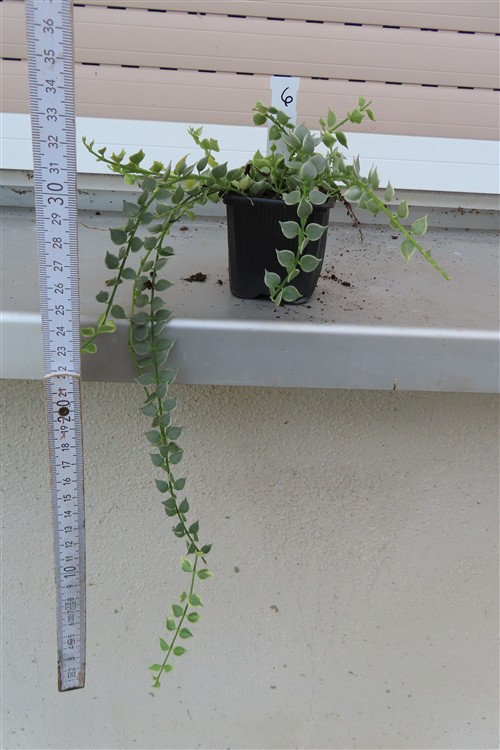 Dischidia ruscifolia variegata – Bild 2