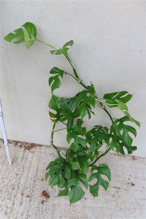 Rhaphidophora tetrasperma – Bild 2