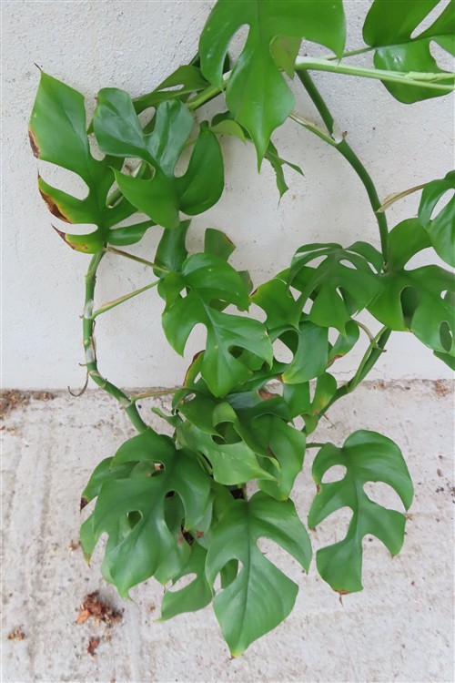 Rhaphidophora tetrasperma – Bild 3