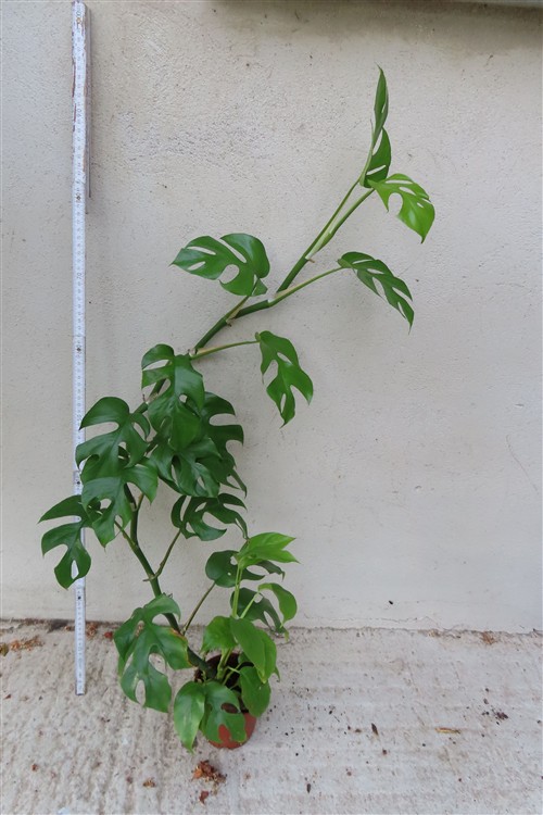 Rhaphidophora tetrasperma – Bild 2