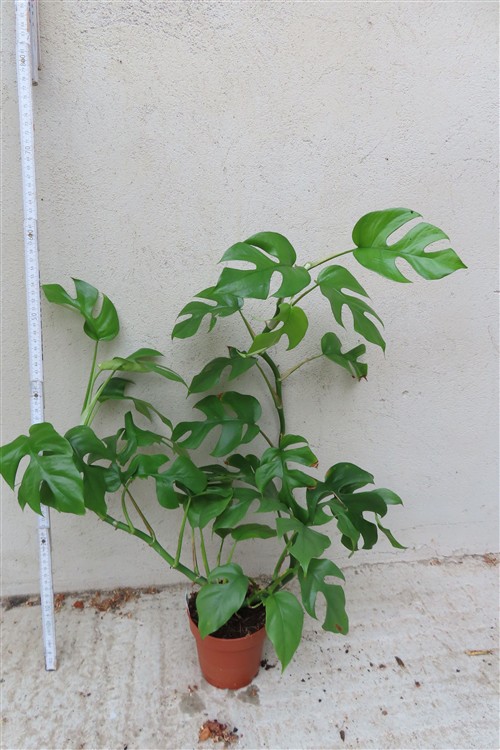 Rhaphidophora tetrasperma – Bild 2