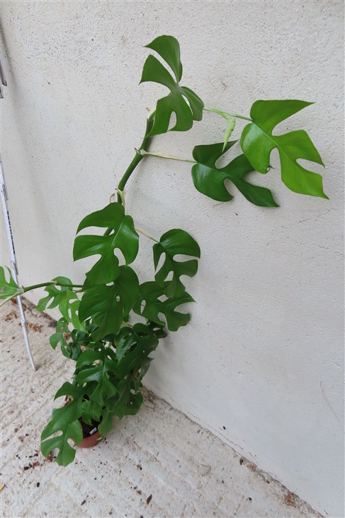 Rhaphidophora tetrasperma – Bild 2