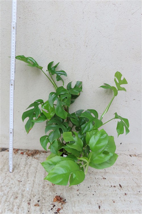 Rhaphidophora tetrasperma – Bild 2