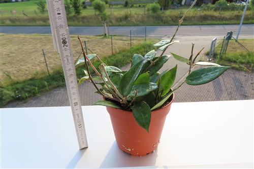 Hoya parasitica black edge – Bild 3