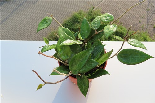 Hoya parasitica black edge – Bild 2