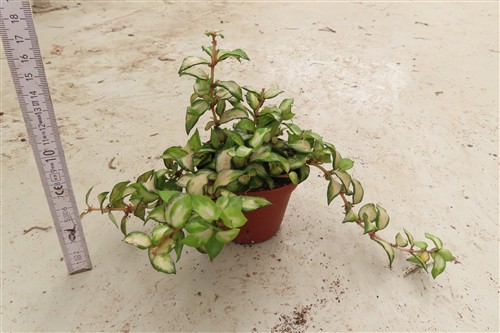 Hoya sp. Bruno – Bild 2