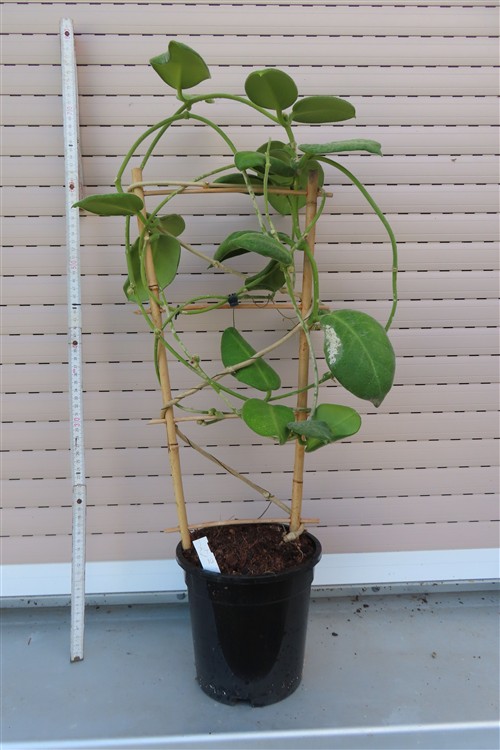 Hoya calycina stargazer – Bild 3