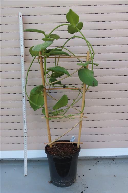Hoya calycina stargazer – Bild 2