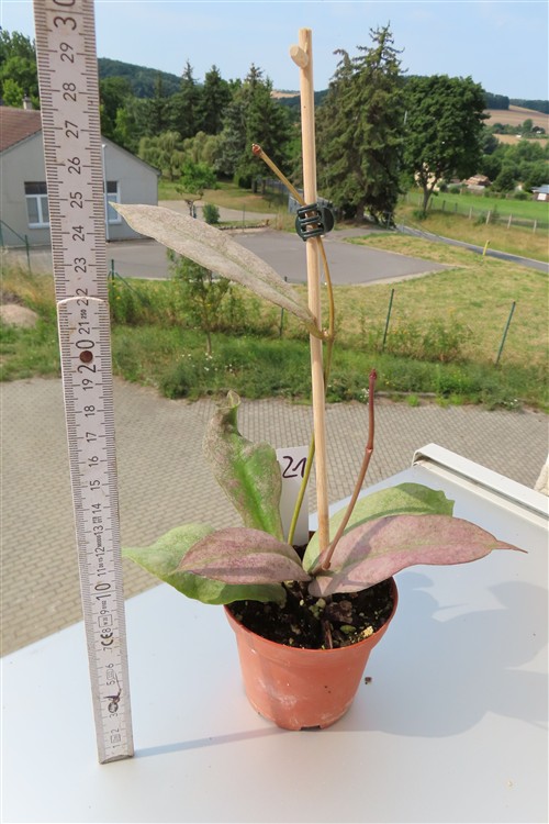 Hoya Mitrata silver – Bild 2