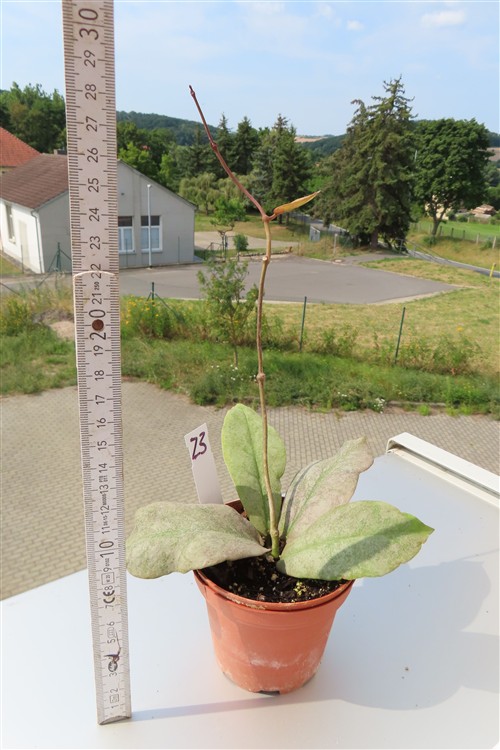 Hoya Mitrata silver – Bild 2