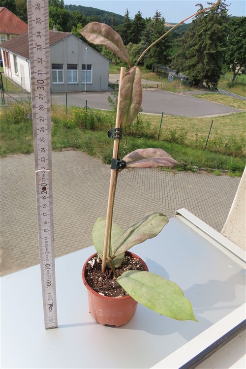 Hoya Mitrata silver – Bild 3