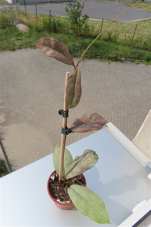 Hoya Mitrata silver – Bild 2