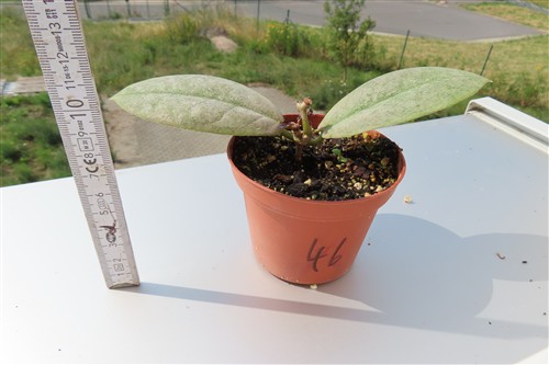 Hoya Mitrata silver – Bild 2