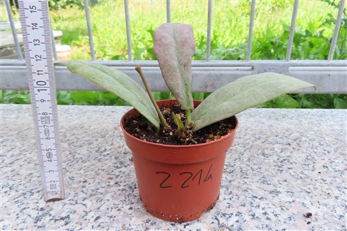 Hoya Mitrata silver – Bild 2