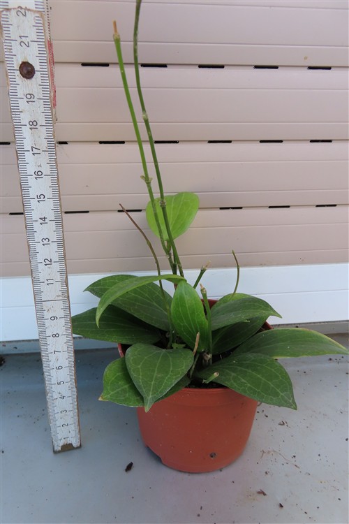 Hoya fitchii – Bild 3