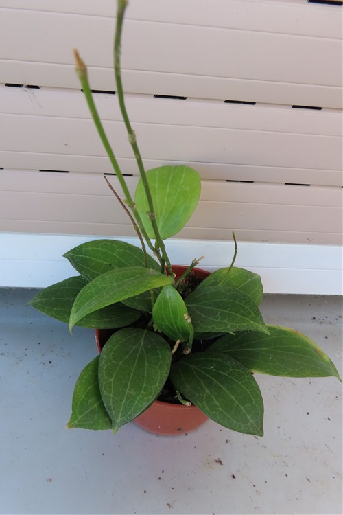 Hoya fitchii – Bild 2