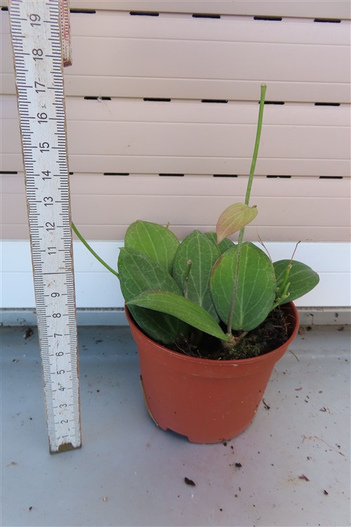 Hoya fitchii – Bild 3