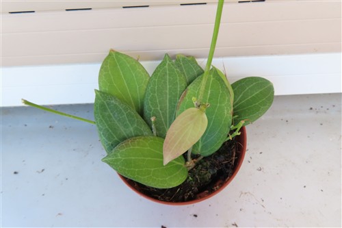 Hoya fitchii – Bild 2