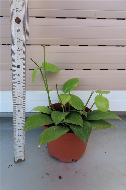 Hoya fitchii – Bild 3