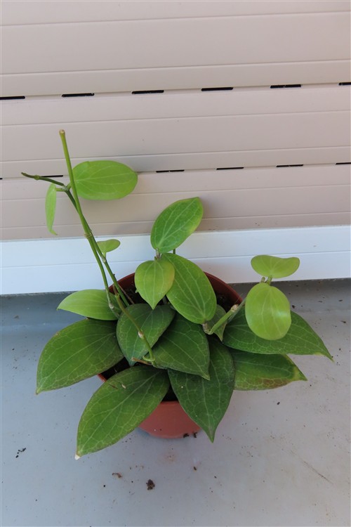 Hoya fitchii – Bild 2