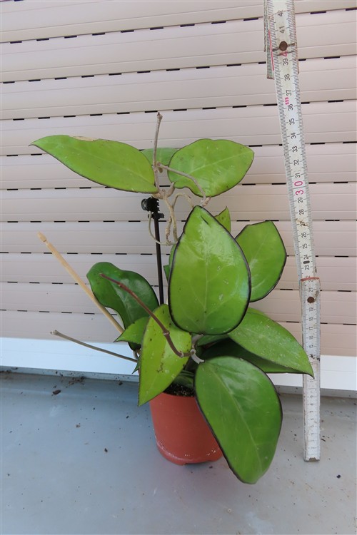 Hoya sp. Malang – Bild 2