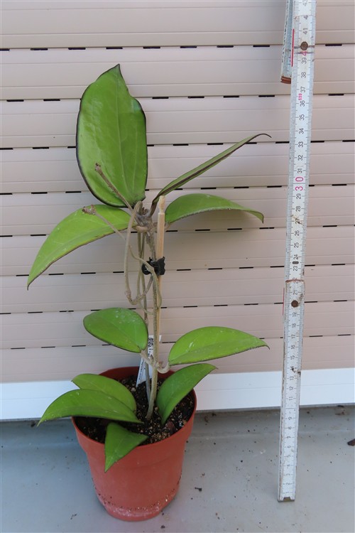 Hoya sp. Malang – Bild 2