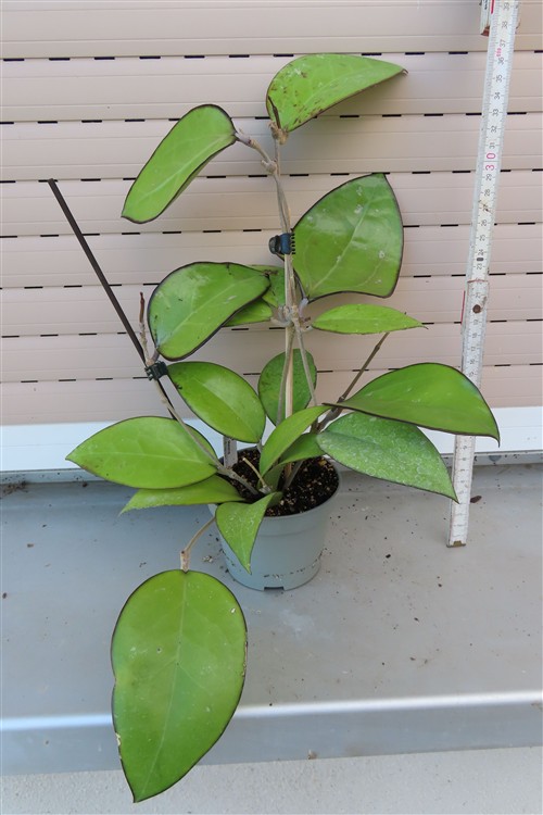 Hoya sp. Malang – Bild 2