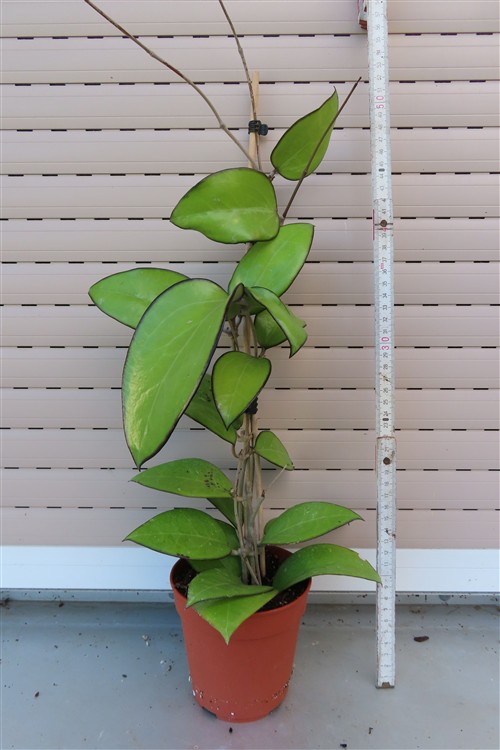Hoya sp. Malang – Bild 2