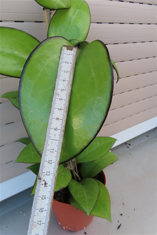 Hoya sp. Malang – Bild 3