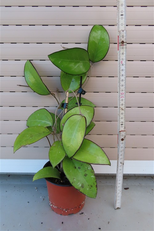 Hoya sp. Malang – Bild 2