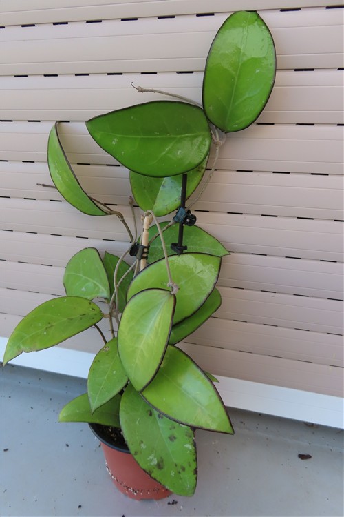 Hoya sp. Malang – Bild 3
