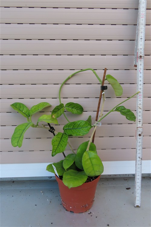 Hoya villosa Vietnam – Bild 3