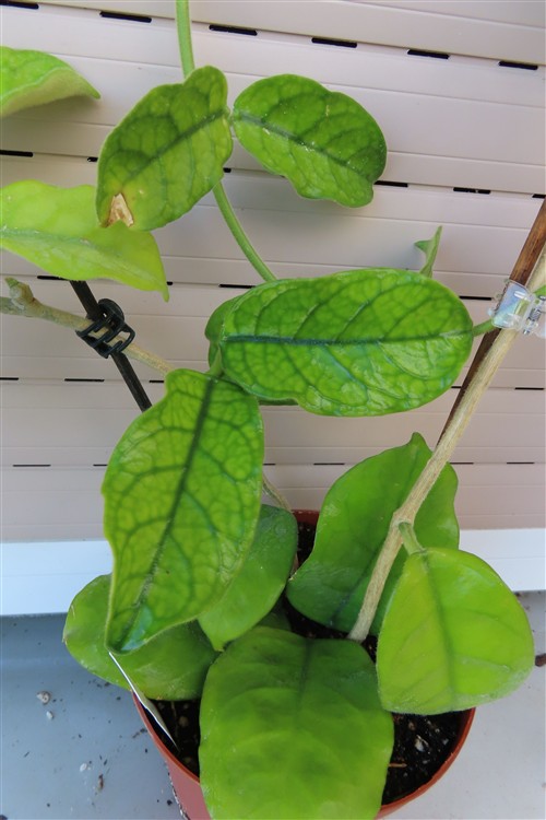 Hoya villosa Vietnam – Bild 2
