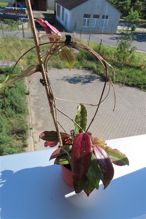 Hoya erythrina – Bild 3