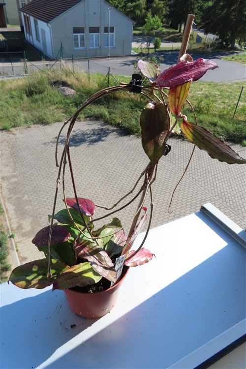 Hoya erythrina – Bild 2
