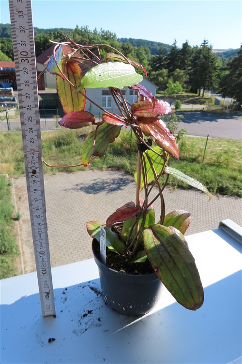 Hoya erythrina – Bild 2
