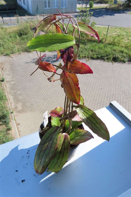 Hoya erythrina – Bild 3