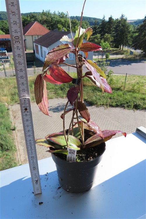 Hoya erythrina – Bild 2