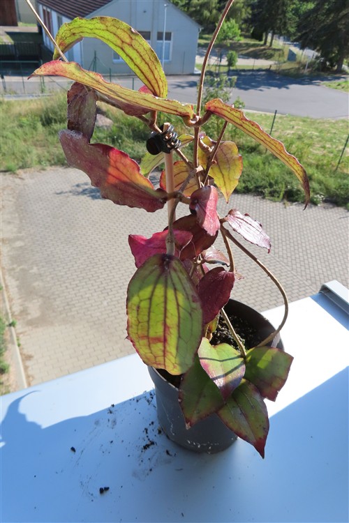 Hoya erythrina – Bild 3