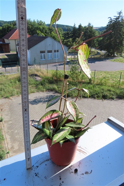 Hoya macrophylla pot of gold – Bild 2
