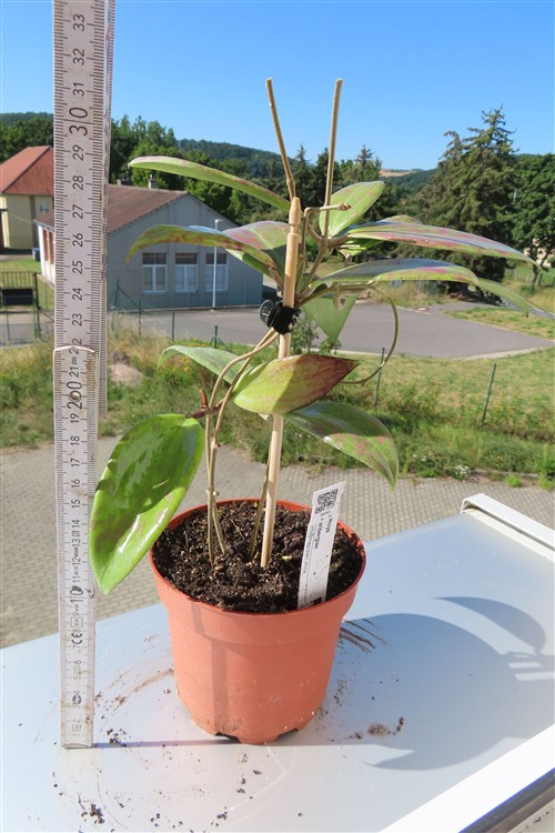 Hoya wibergiae – Bild 3
