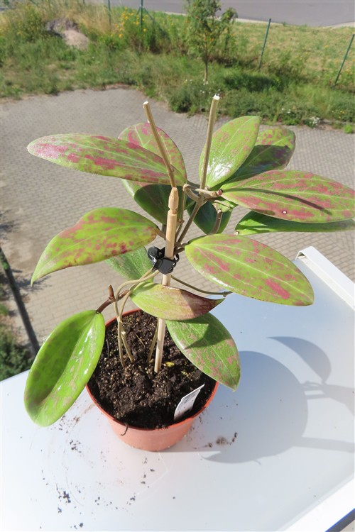 Hoya wibergiae – Bild 2